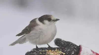 Feeding Birds in the Park