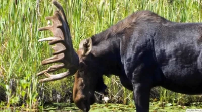 Moose grazing summer